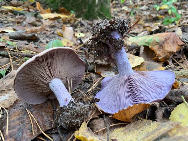 Fliegenpilze Laubwald Herbst Gefährlicher Pilz Zwischen Den Blättern Park Konzept — Stockfoto