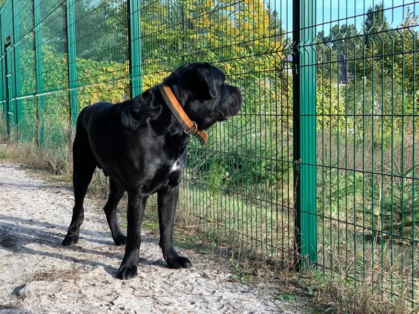 Cane Corso is a purebred dog. A black dog sits near the fence and looks into the distance. Concept: guard dogs, security