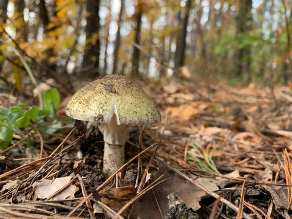 Toadstool Mushroom Autumn Deciduous Forest Dangerous Mushrooms Leaves Park Concept — Stock Photo, Image