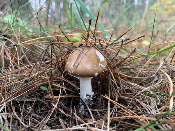 낙엽수 버섯입니다 공원의 사이에는 버섯이 있습니다 — 스톡 사진
