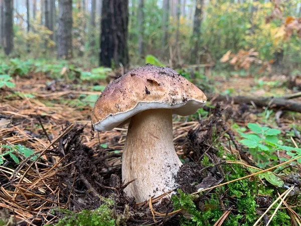 秋天落叶森林里的白色蘑菇 在自然界的叶子中 食用蘑菇 蘑菇季节 菌类蘑菇 — 图库照片