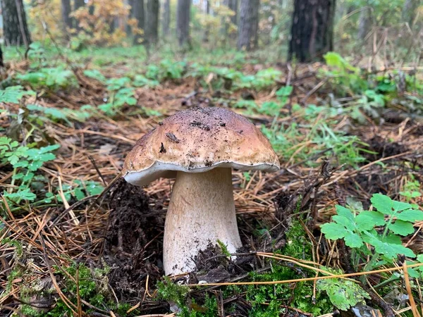 Fehér Gomba Őszi Lombhullató Erdőben Ehető Gomba Természet Levelei Között — Stock Fotó