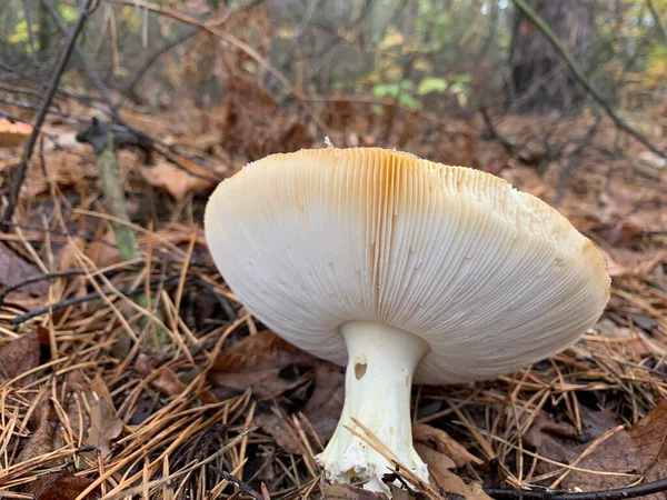 秋天落叶森林里的毒菇 公园里树叶中的危险蘑菇 毒蘑菇 蘑菇中毒 — 图库照片