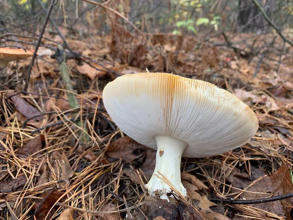 秋天落叶森林里的毒菇 公园里树叶中的危险蘑菇 毒蘑菇 蘑菇中毒 — 图库照片