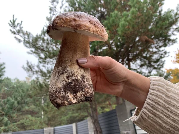 Sonbaharda yaprak döken ormanda beyaz mantar. Kadın elinde yenilebilir mantarlar. Mantar mevsimi, porcini mantarı.