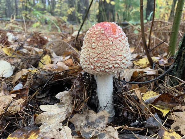 Toadstool mushroom in the autumn deciduous forest. Dangerous mushrooms among the leaves in the park. Concept: poisonous mushrooms, poisoning