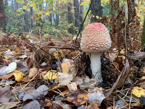 Cogumelo Toadstool Floresta Caduca Outono Cogumelos Perigosos Entre Folhas Parque — Fotografia de Stock