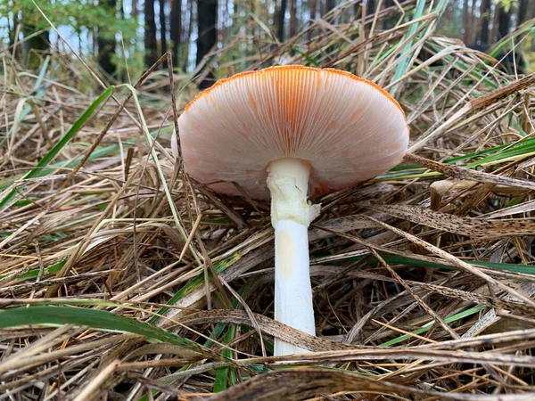 Toadstool Gomba Őszi Lombhullató Erdőben Veszélyes Gomba Park Levelei Között — Stock Fotó