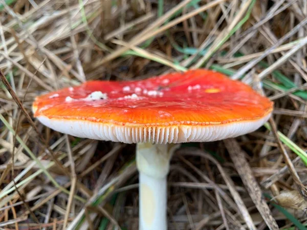 Toadstool mushroom in the autumn deciduous forest. Dangerous mushrooms among the leaves in the park. Concept: poisonous mushrooms, poisoning