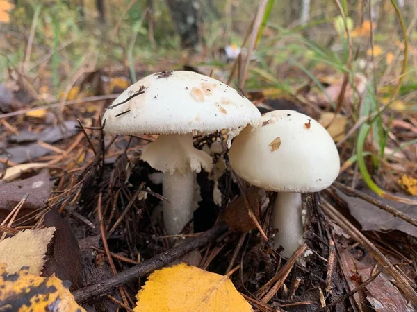 Fliegenpilz Herbstlichen Laubwald Gefährliche Pilze Zwischen Den Blättern Park Konzept — Stockfoto