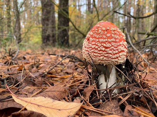 秋天落叶森林里的毒菇 公园里树叶中的危险蘑菇 毒菇中毒 — 图库照片