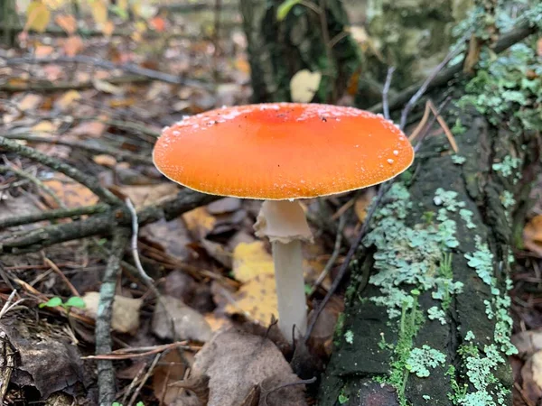 Fliegenpilz Herbstlichen Laubwald Gefährliche Pilze Zwischen Den Blättern Park Konzept — Stockfoto