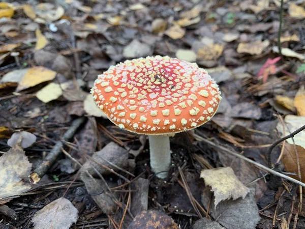 Гриб Toadstool Восени Листяного Лісу Небезпечні Гриби Серед Листя Парку — стокове фото