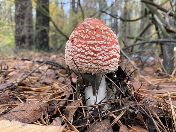 Cogumelo Toadstool Floresta Caduca Outono Cogumelos Perigosos Entre Folhas Parque — Fotografia de Stock