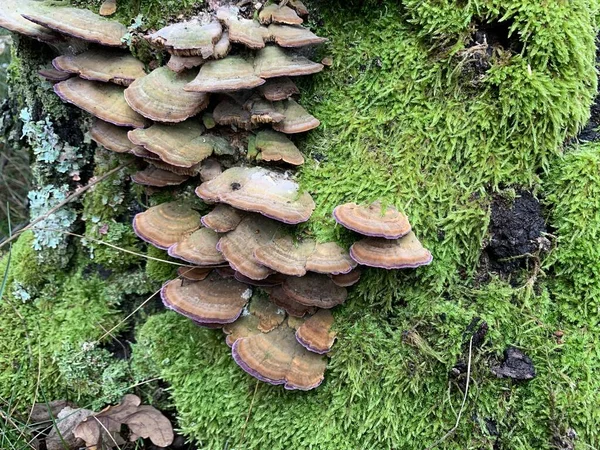 Champignons Crapauds Sur Tronc Arbre Dans Une Forêt Feuillus Automne — Photo