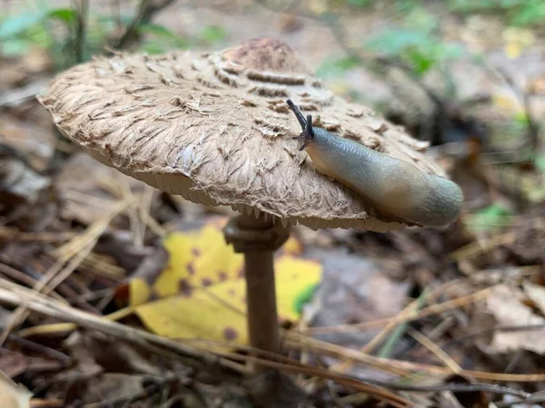 秋天落叶森林里的毒菇 公园里树叶中的危险蘑菇 一只鼻涕虫在苍蝇上爬行 毒蘑菇 蘑菇中毒 — 图库照片