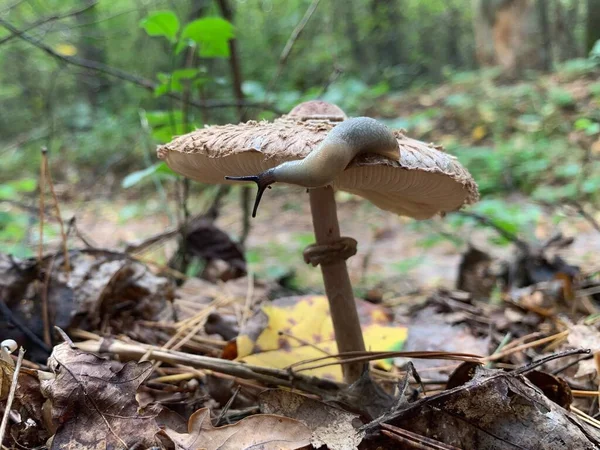 Toadstool Mushroom Autumn Deciduous Forest Dangerous Mushrooms Leaves Park Slug — Stock Photo, Image