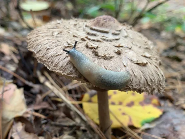 秋天落叶森林里的毒菇 公园里树叶中的危险蘑菇 一只鼻涕虫在苍蝇上爬行 毒蘑菇 蘑菇中毒 — 图库照片