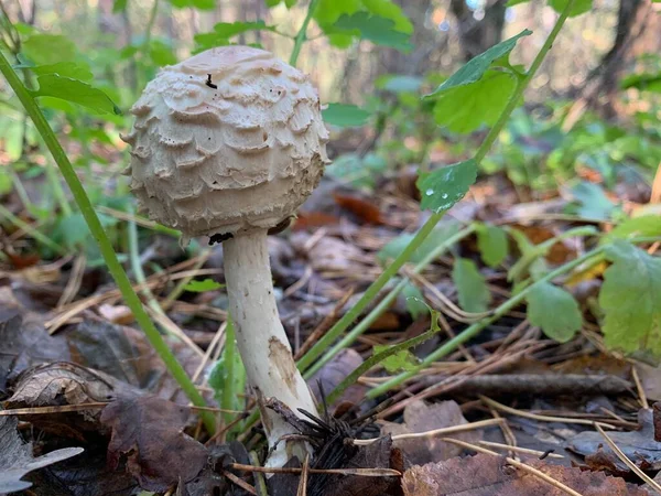 秋天落叶森林里的毒菇 公园里树叶中的危险蘑菇 毒菇中毒 — 图库照片