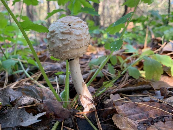 Toadstool Mushroom Autumn Deciduous Forest Dangerous Mushrooms Leaves Park Concept — Stock Photo, Image