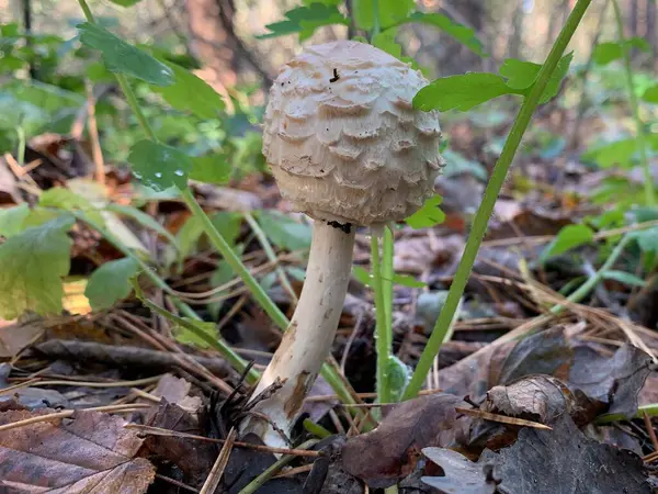 秋天落叶森林里的毒菇 公园里树叶中的危险蘑菇 毒菇中毒 — 图库照片