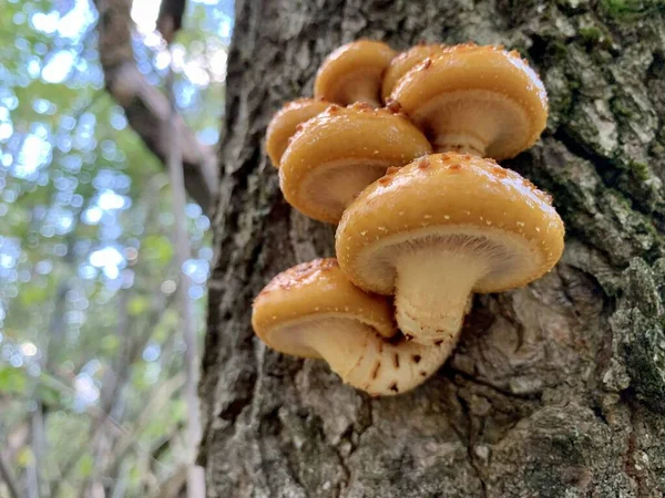 Toadstool Gomba Egy Fatönkön Egy Őszi Lombhullató Erdőben Egy Veszélyes — Stock Fotó