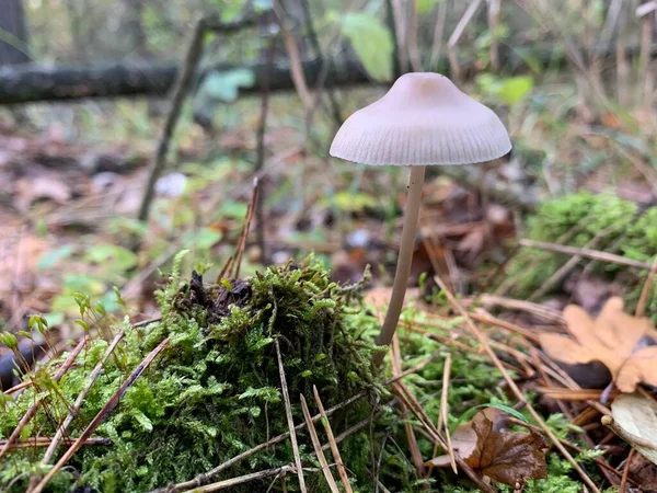 낙엽수 버섯입니다 공원의 사이에는 버섯이 있습니다 — 스톡 사진