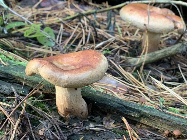 Cogumelos Toadstool Floresta Caduca Outono Cogumelo Perigoso Entre Folhas Parque — Fotografia de Stock