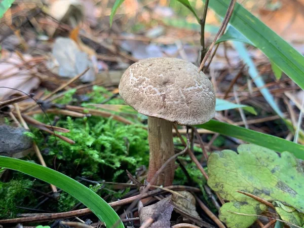 秋天落叶森林里的食用菌 可吃的蘑菇在公园的树叶中 蘑菇季节 蘑菇采摘 — 图库照片