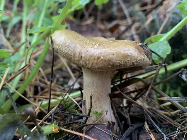 Cogumelos Toadstool Floresta Caduca Outono Cogumelo Perigoso Entre Folhas Parque — Fotografia de Stock
