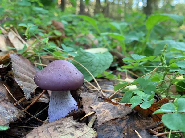 Fungo Commestibile Nel Bosco Deciduo Autunnale Funghi Commestibili Tra Foglie — Foto Stock