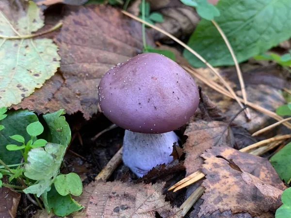 Eetbare Paddenstoel Het Herfstloofbos Eetbare Paddenstoelen Tussen Bladeren Het Park — Stockfoto