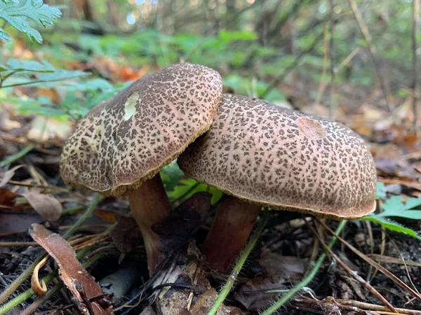 Edible mushroom in the autumn deciduous forest. Edible mushrooms among the leaves in the park. Concept: mushroom season, mushroom picking