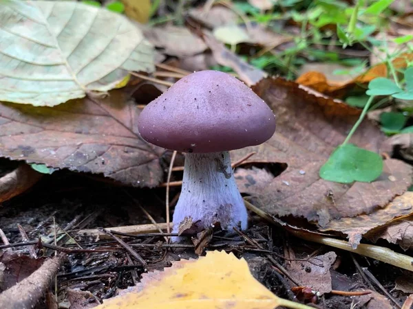 Essbarer Pilz Laubwald Herbst Essbare Pilze Zwischen Den Blättern Park — Stockfoto