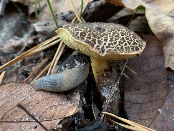 Edible Mushroom Autumn Deciduous Forest Edible Mushrooms Leaves Park Concept — Stock Photo, Image