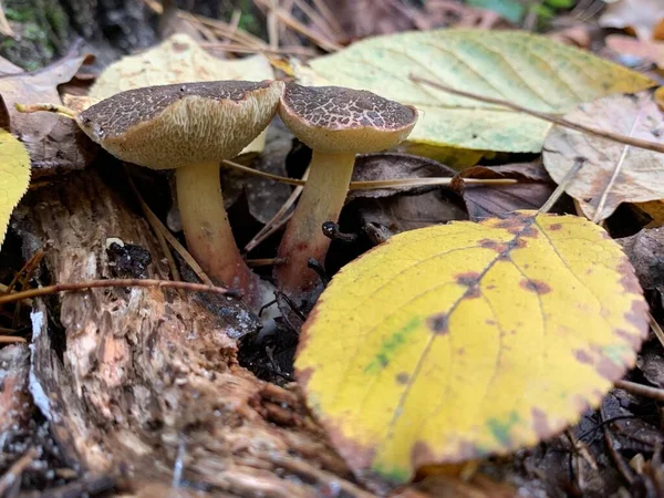 秋の落葉樹林で食用キノコ 公園内の葉の間でキノコを食用とします コンセプト キノコシーズン キノコ狩り — ストック写真