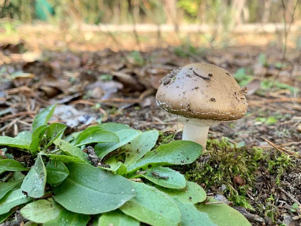 Toadstool Mushrooms Autumn Deciduous Forest Dangerous Mushroom Leaves Park Concept — Stock Photo, Image