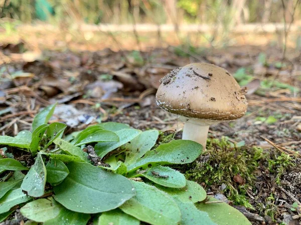 秋の落葉樹林の上のスツールキノコ 公園内の葉の間に危険なキノコ 毒キノコ キノコ中毒 — ストック写真