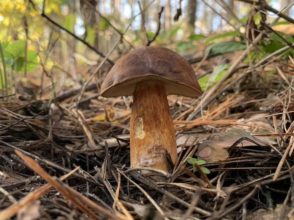 Ehető Gomba Őszi Lombhullató Erdőben Ehető Gomba Park Levelei Között — Stock Fotó