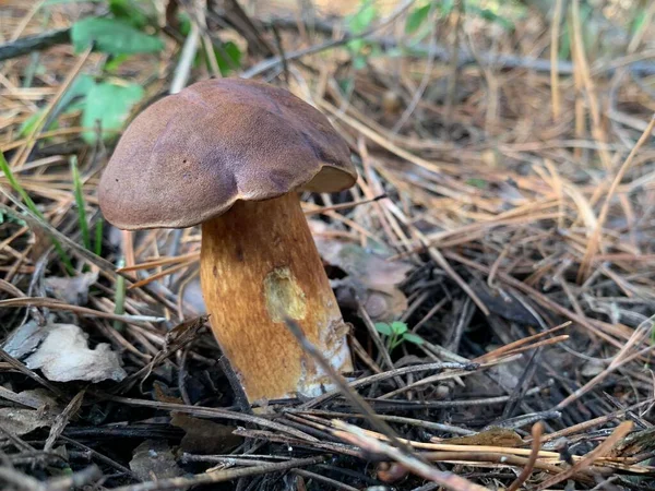 Essbarer Pilz Laubwald Herbst Essbare Pilze Zwischen Den Blättern Park — Stockfoto