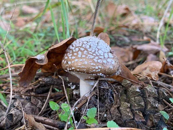 秋天落叶森林里的毒菇 公园里树叶中的危险蘑菇 毒菇中毒 — 图库照片