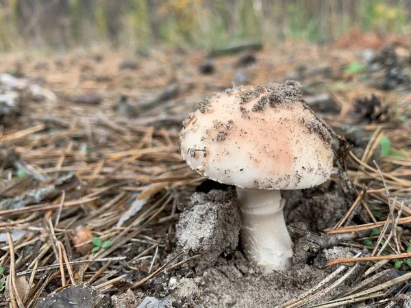 Гриб Toadstool Восени Листяного Лісу Небезпечні Гриби Серед Листя Парку — стокове фото