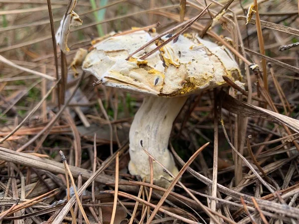Funghi Feci Rospo Nella Foresta Decidua Autunno Fungo Pericoloso Tra — Foto Stock
