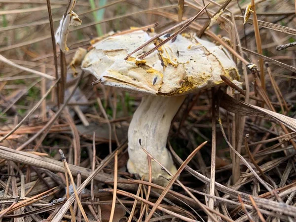 Fliegenpilze Herbstlichen Laubwald Gefährlicher Pilz Zwischen Den Blättern Park Konzept — Stockfoto