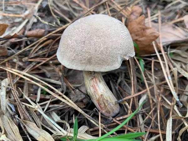 秋天落叶森林里的食用菌 可吃的蘑菇在公园的树叶中 蘑菇季节 蘑菇采摘 — 图库照片