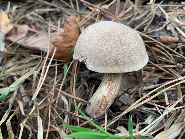 Fungo Commestibile Nel Bosco Deciduo Autunnale Funghi Commestibili Tra Foglie — Foto Stock