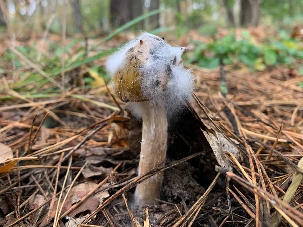 Toadstool Mushroom Autumn Deciduous Forest Dangerous Mushrooms Leaves Park Concept — Stock Photo, Image