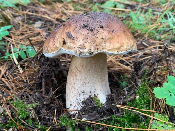 White mushroom in the autumn deciduous forest. Edible mushrooms among the leaves in nature. Concept: mushroom season, porcini mushrooms