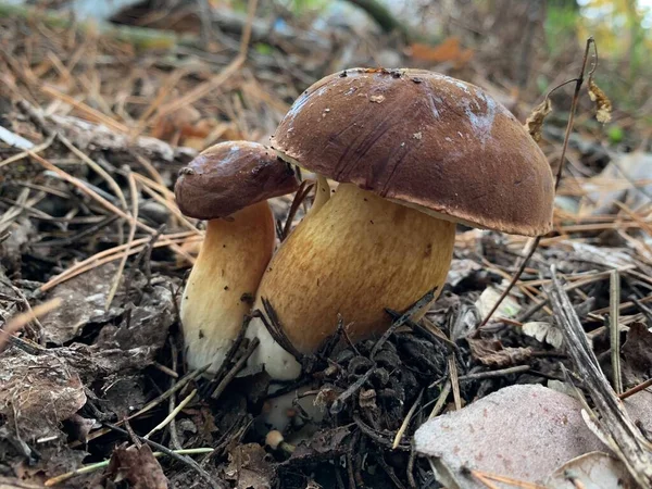 Ehető Gomba Őszi Lombhullató Erdőben Ehető Gomba Park Levelei Között — Stock Fotó