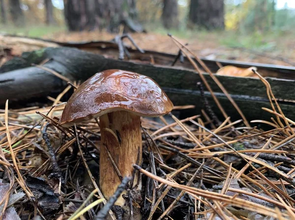 Ätlig Svamp Höstens Lövskog Ätbara Svampar Bland Bladen Parken Koncept — Stockfoto